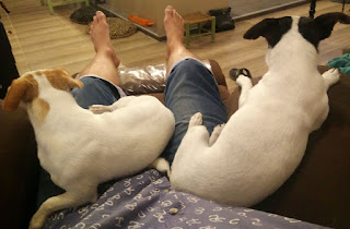 Two puppies relaxing Two puppies relaxing