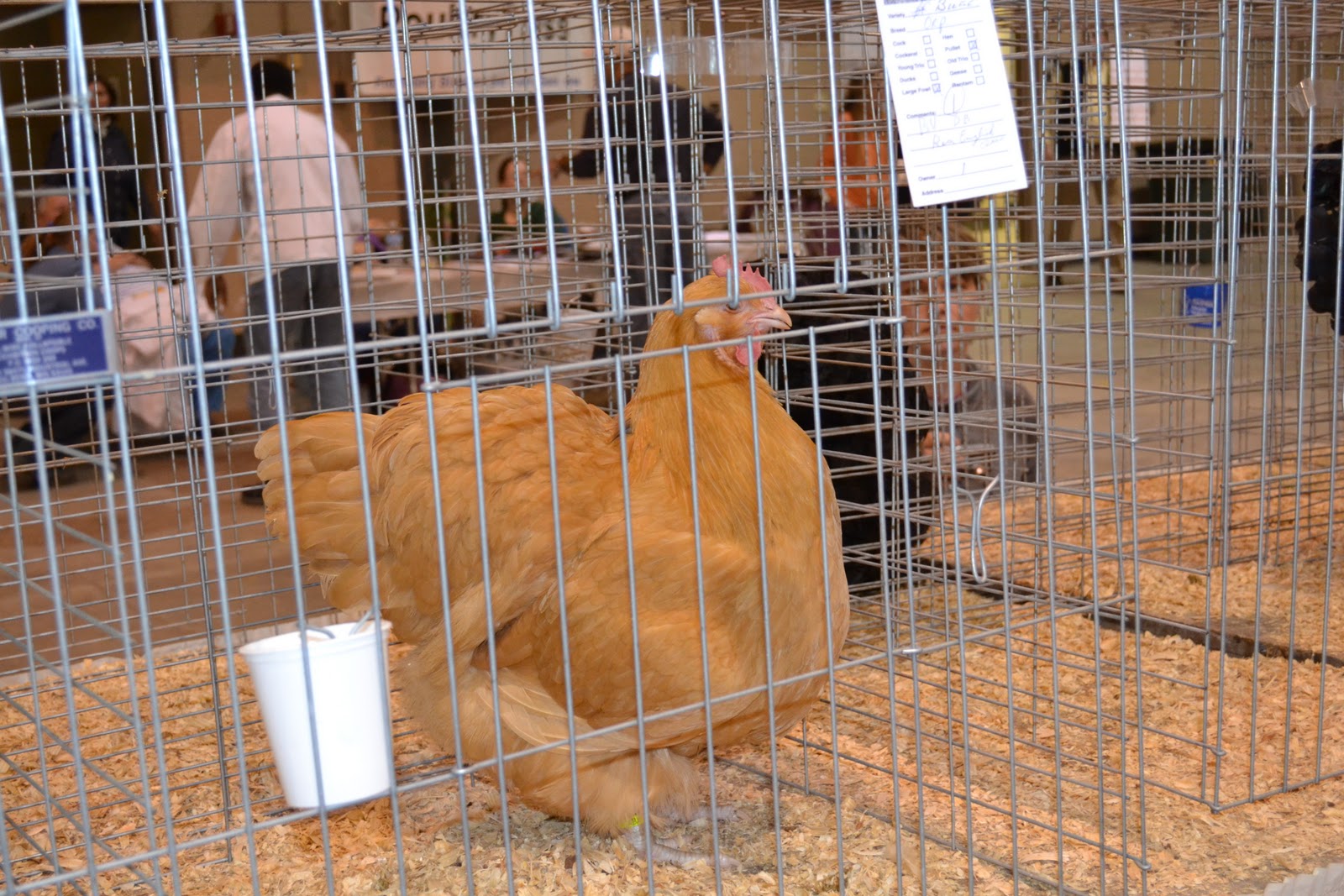 Ohio National Poultry Show