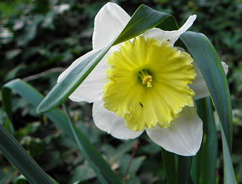 Two Toned Daffodil with Tiny Insect