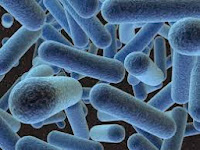 ciri-ciri bakteri - e-jurnal