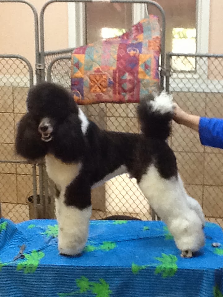 Poodle Blogger News from Hudson, Before and After