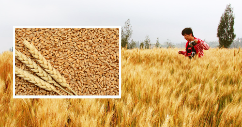 Cara Pemupukan Gandum Cara Pemupukan Gandum