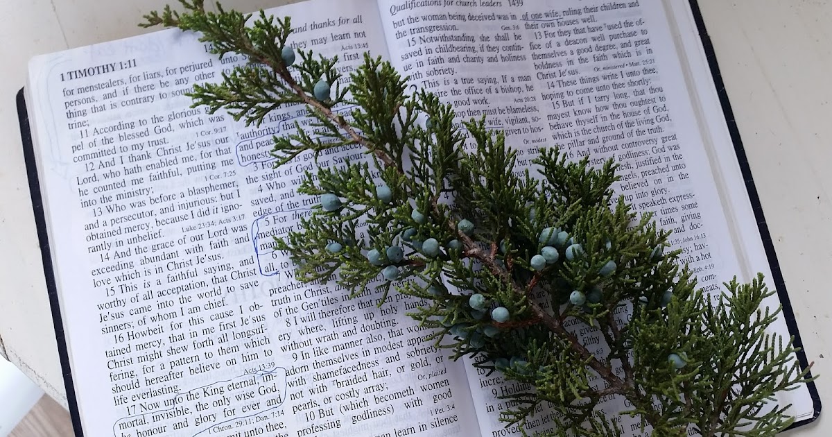 Juniper Berries, and my Bible