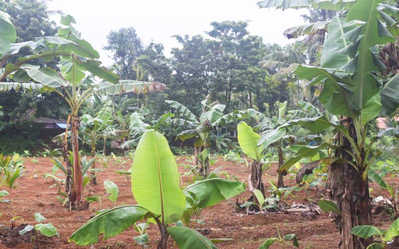 Land For Sale at Kuttikkad, Chalakudy, Thrissur, Kerala