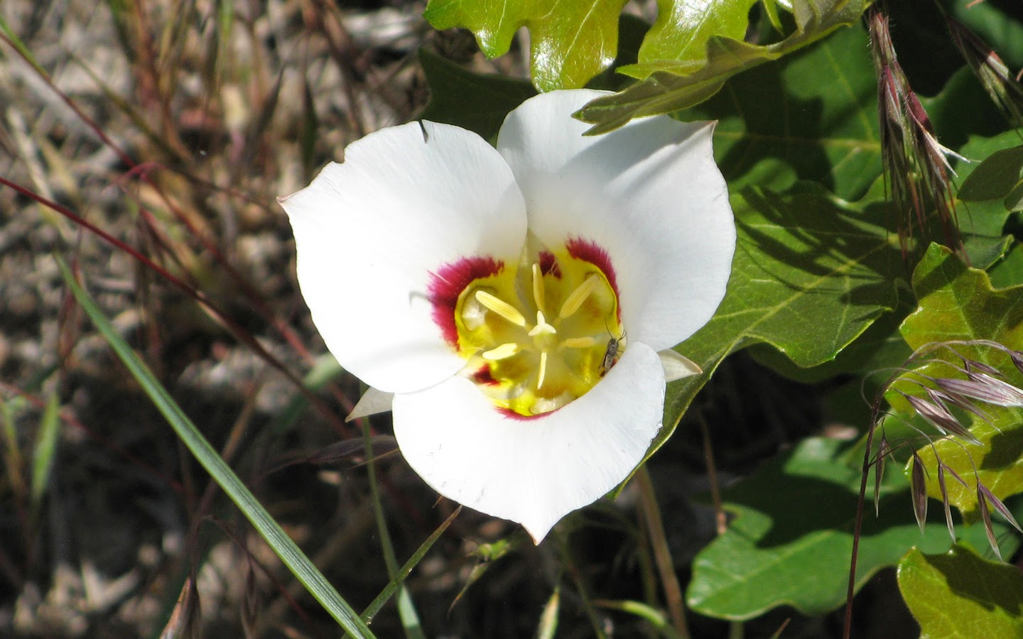 Sego Lily bloom