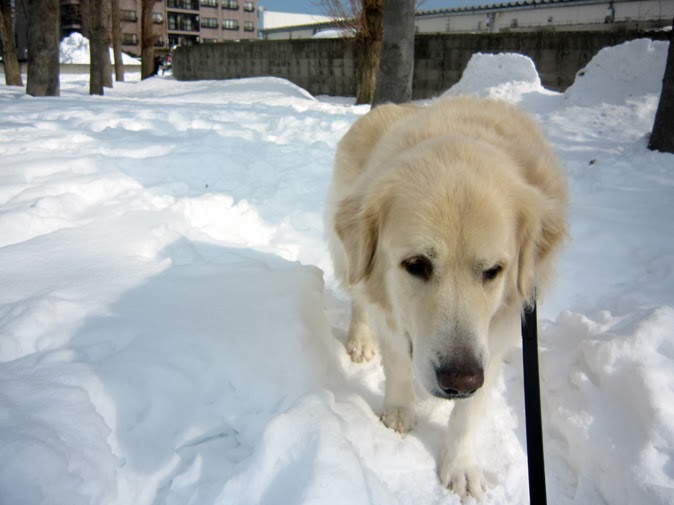 雪の上の犬