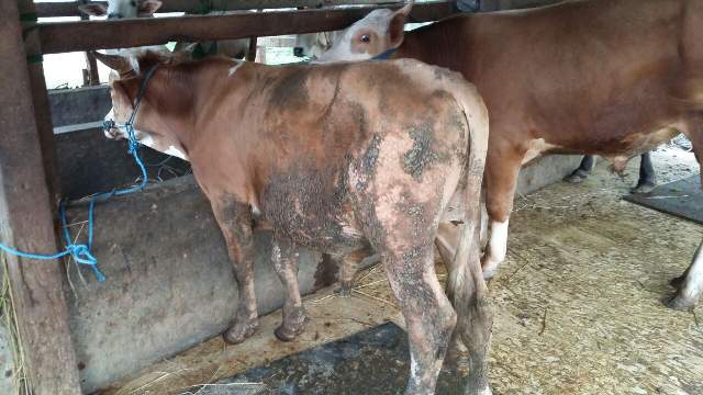  Sapi Simmental merupakan bangsa Bos taurus  Harga Pedet Sapi Simental Mei 2019