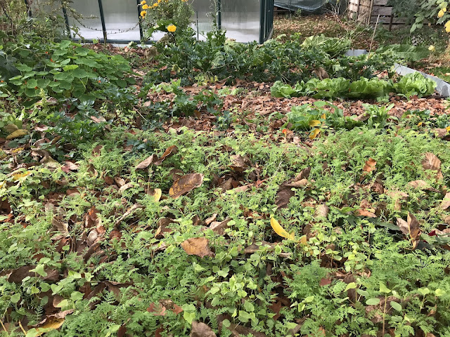 Gemüsebeete im Biogarten im Oktober Gemüsebeete im Biogarten im Oktober