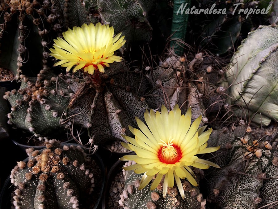 Flores de cactus de colección