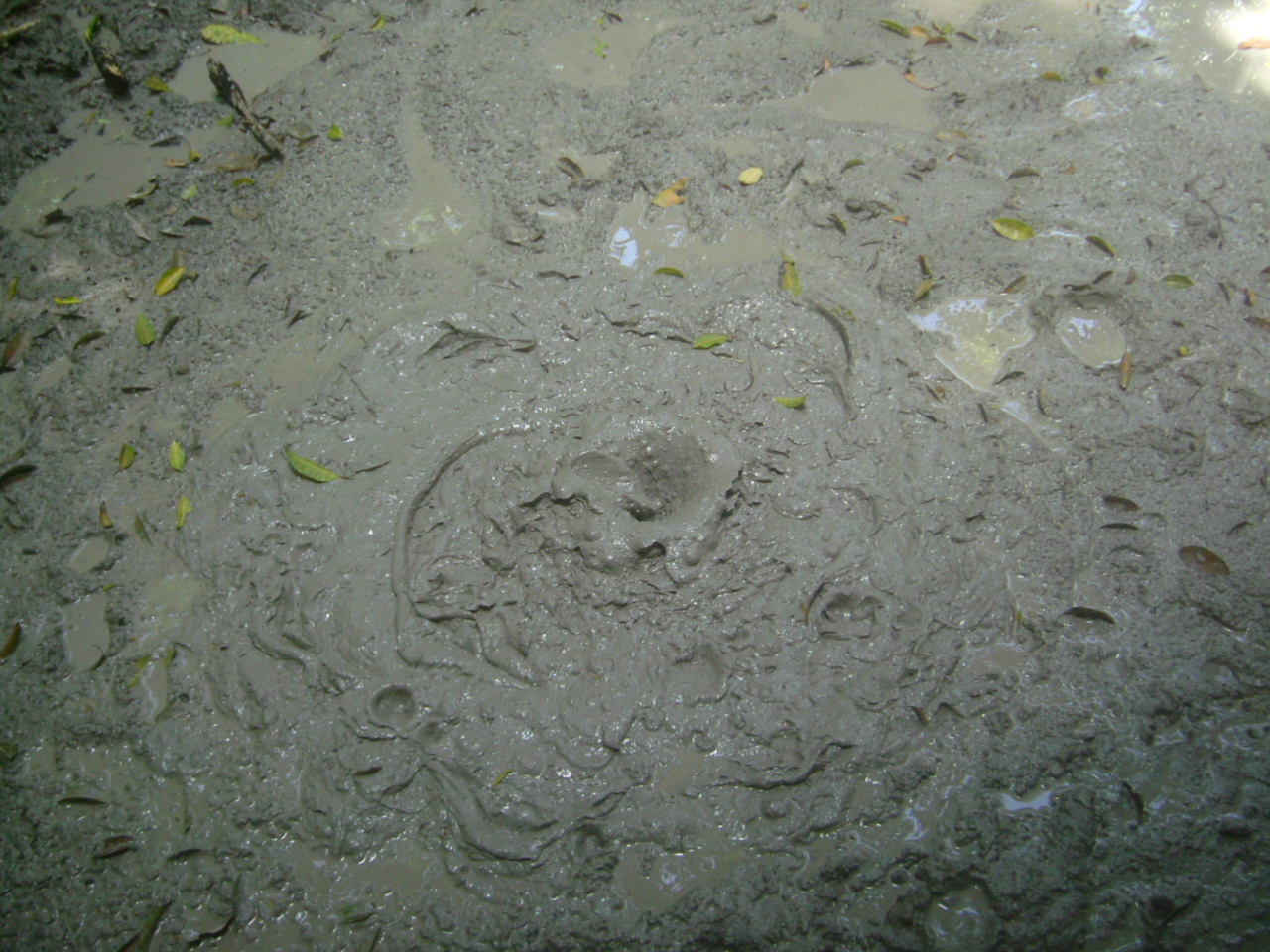 Rainforest Of Borneo: Pulau Tiga Volcano Mud (full day)
