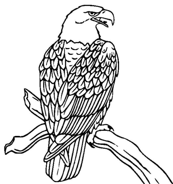 gambar mewarnai burung elang gambar burung elang