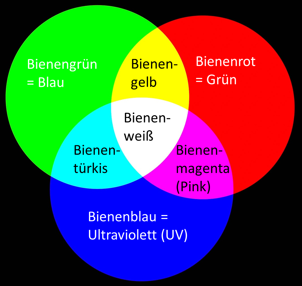 Welche Farben Können Fliegen Nicht Sehen Bienenfarben