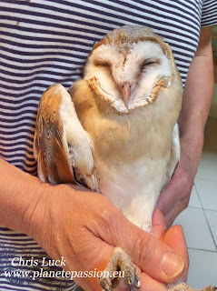 Injured Barn Owl France
