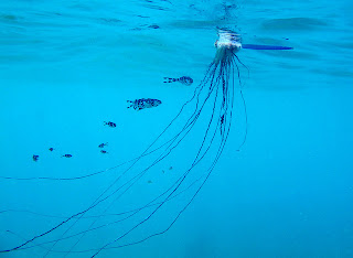 Real Monstrosities: Portuguese Man o' War
