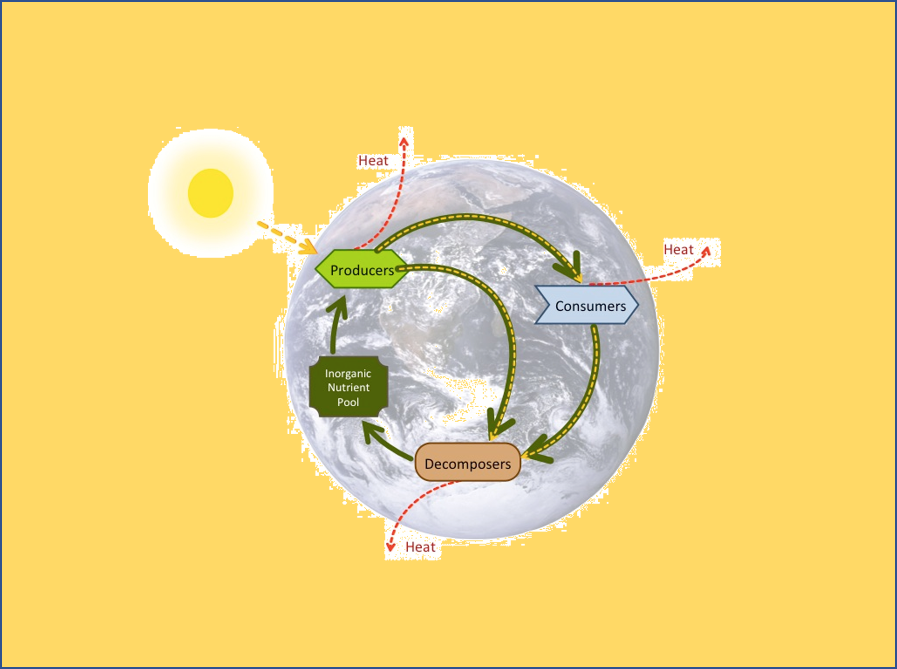 Daur Biogeokimia (Biogeochemical Cycle) - Biologi Kelas 10 - PanduBio