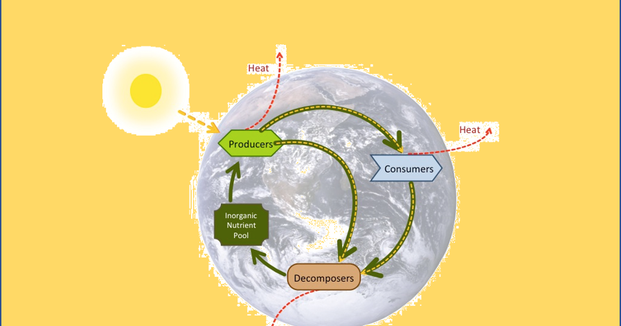 Daur Biogeokimia (Biogeochemical Cycle) - Biologi Kelas 10 - PanduBio