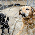 Animals Now Listed As “Sentient Beings” Rather Than Property In Quebec