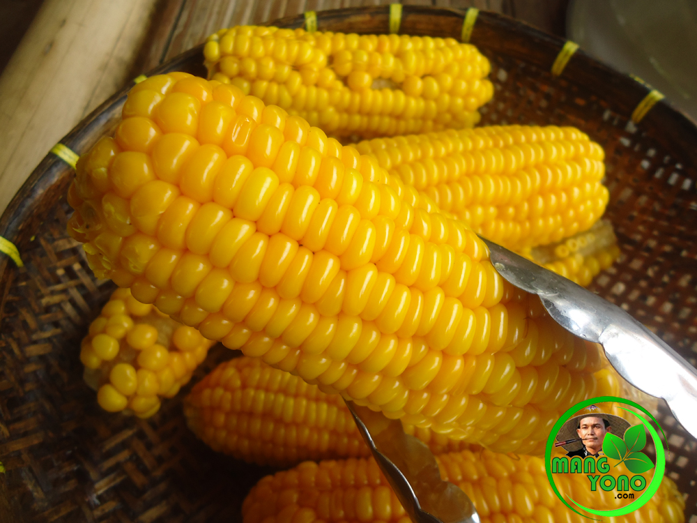 Jagung Rebus Untuk Melancarkan Pencernaan.