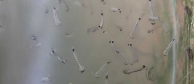 Budidaya Jentik Nyamuk Pakan Burayak Ikan