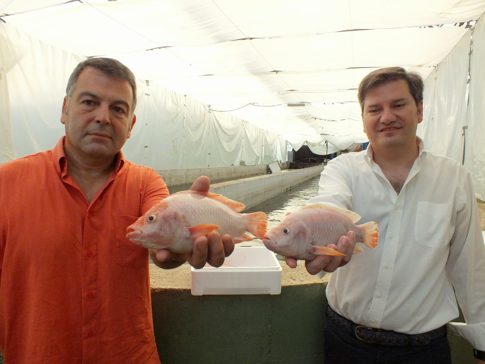 TILAPIA NATURAL BLOG NUESTRA TILAPIA NATURAL, AL MUNDO