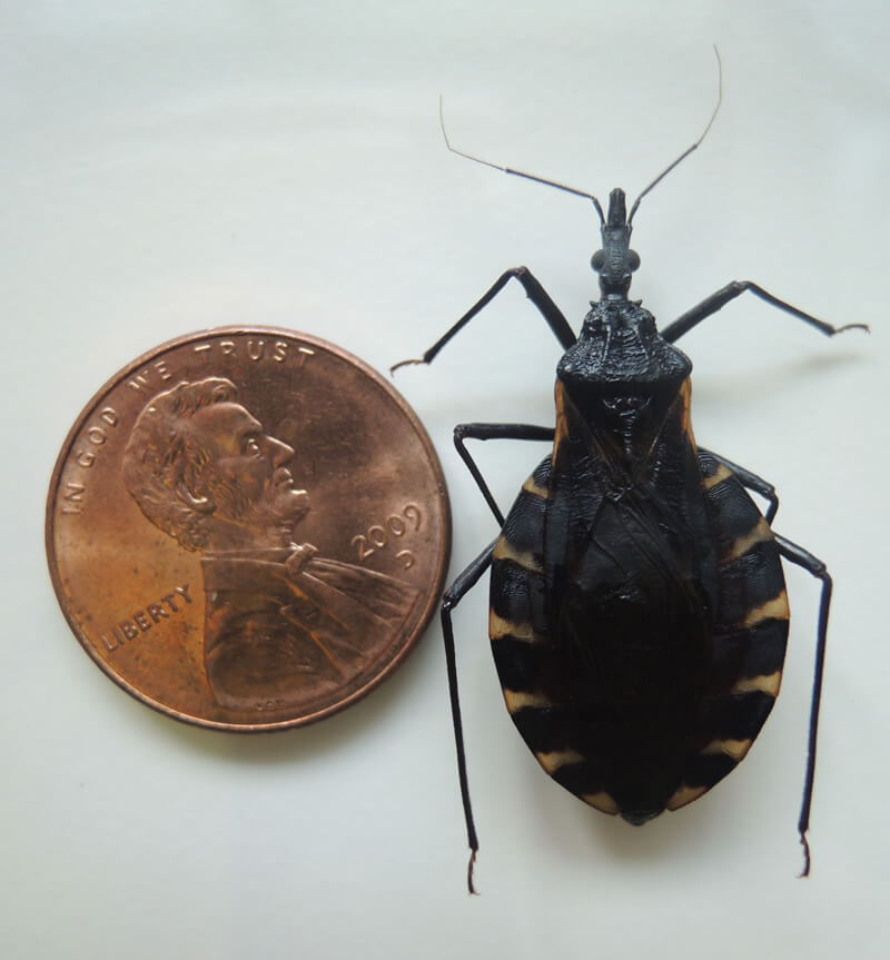 OF THE CHIMPS 2 CDC warn ” deadly ” kissing bugs spreading