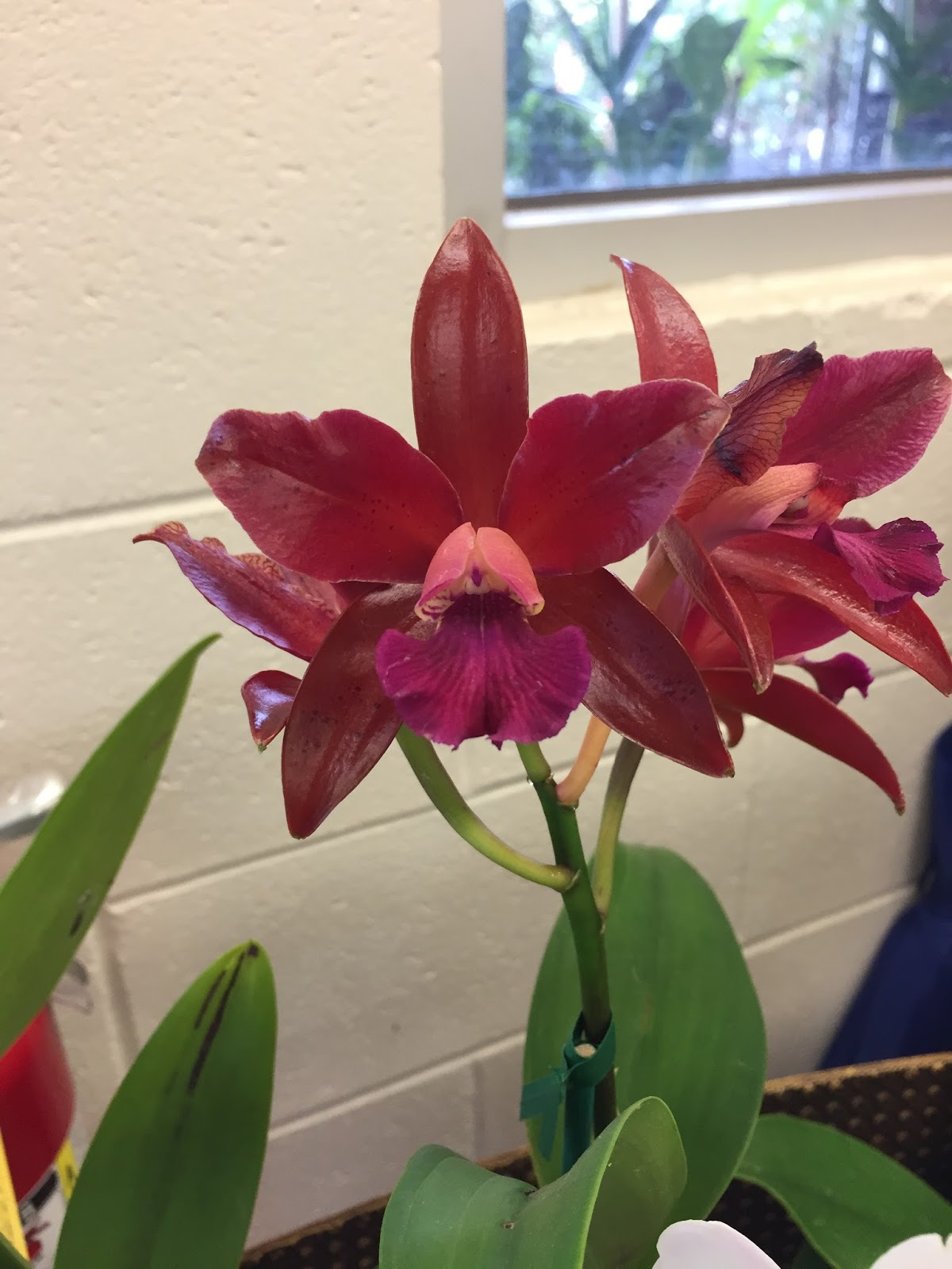 The Succulents and Pottery Compulsion Orchids at Koolau Farmers
