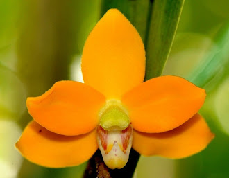 Orchid of Borneo