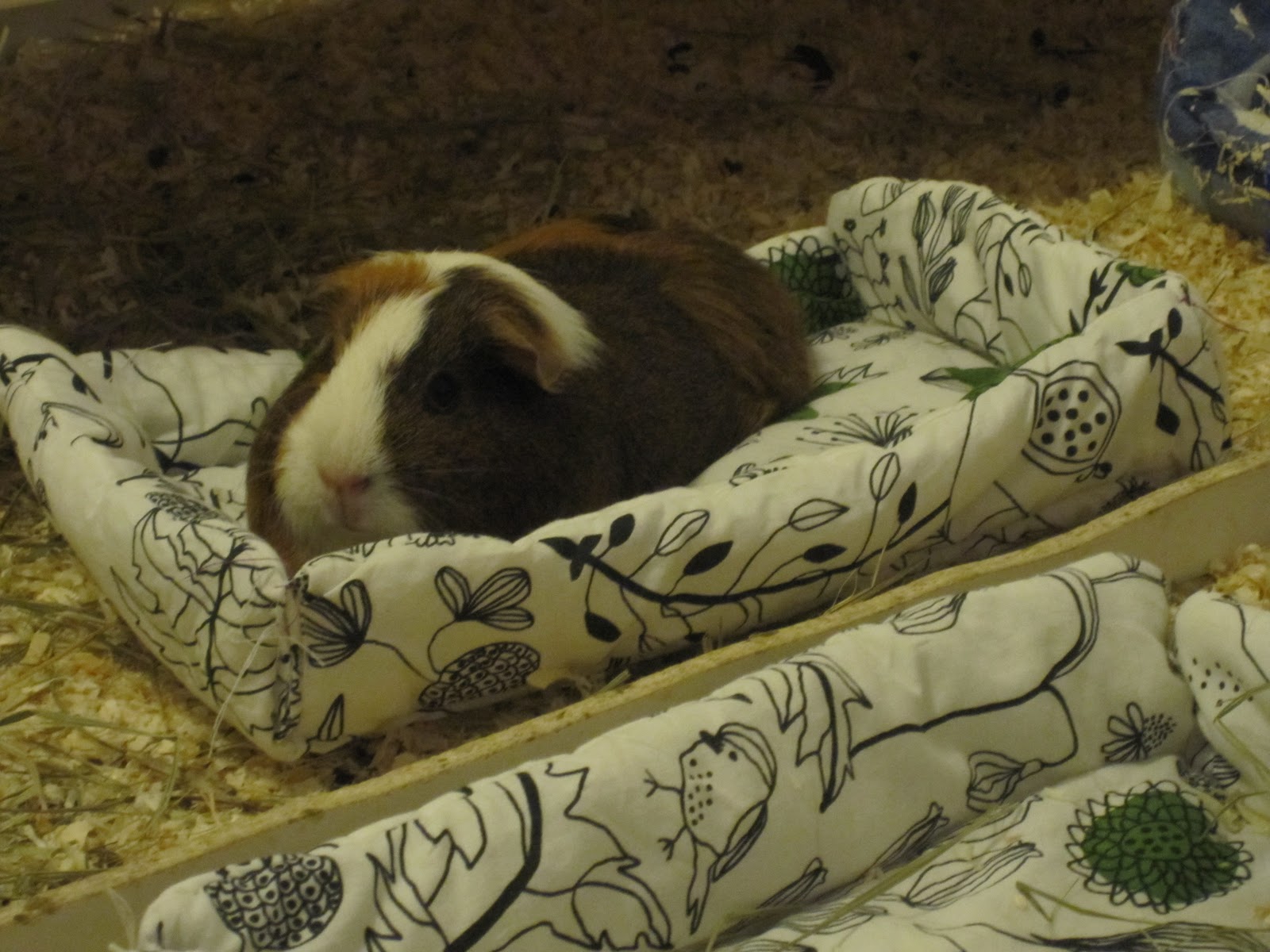 Kuakana: Kuschelsachen für meine Meerschweinchen