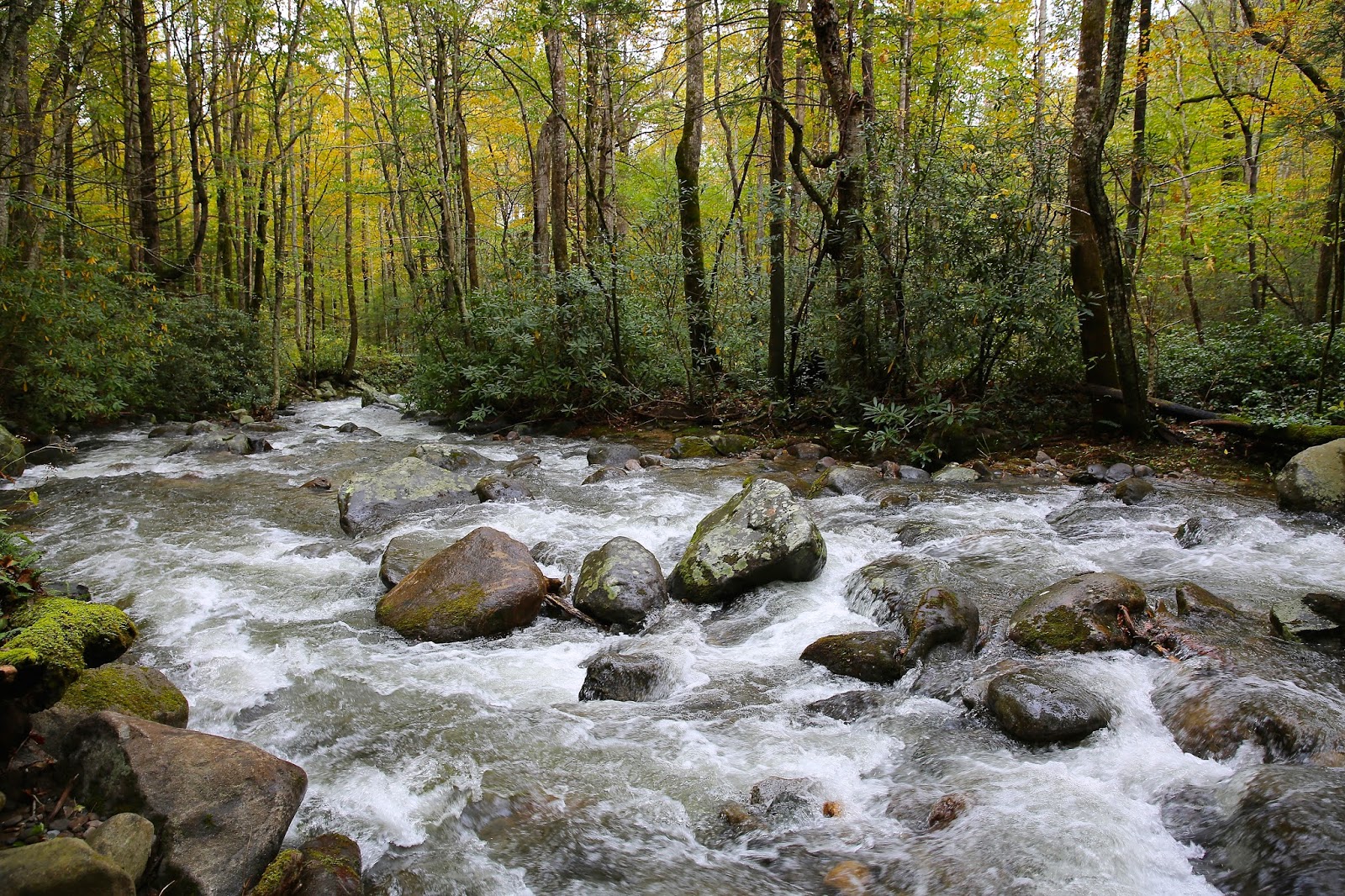 Sweet Southern Days A Drive Through Roaring Fork Motor Nature Trail