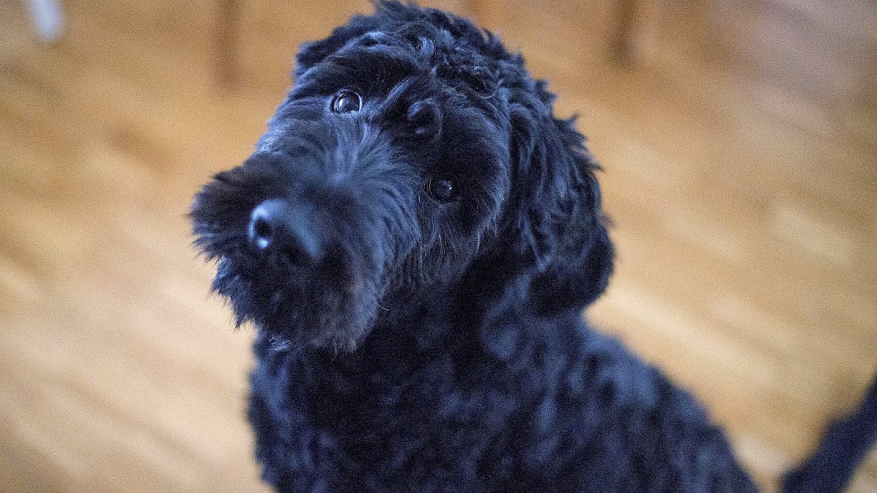 El Paso Craigslist Lost Pets