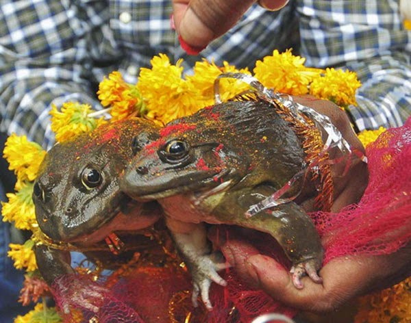 Frogs Marriage for Rain