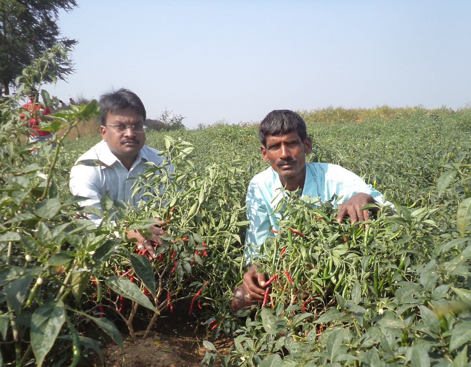 ANKUR SEEDS SOUTH ZONE Ankur Hybrid Chilli ARCH2121 and ARCH2239