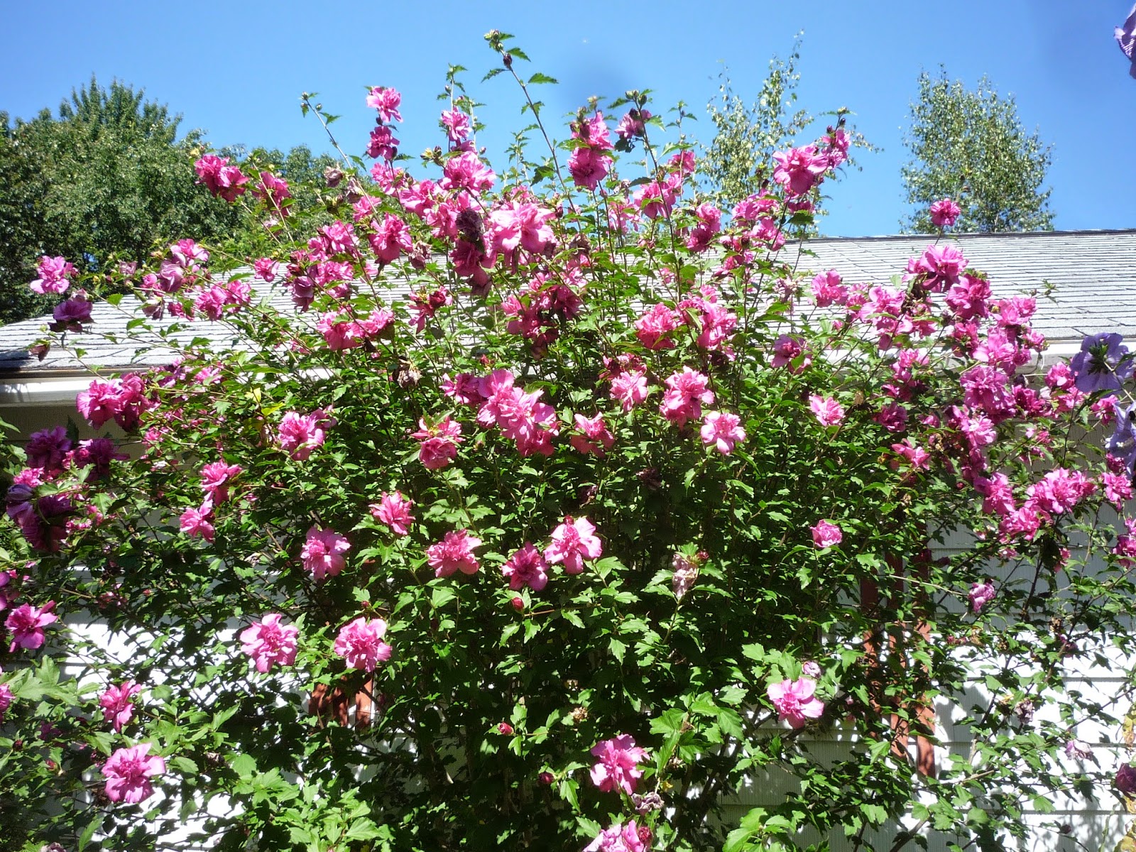 Vermont backyard flowers Aug 2014 Litter with a Story To Tell