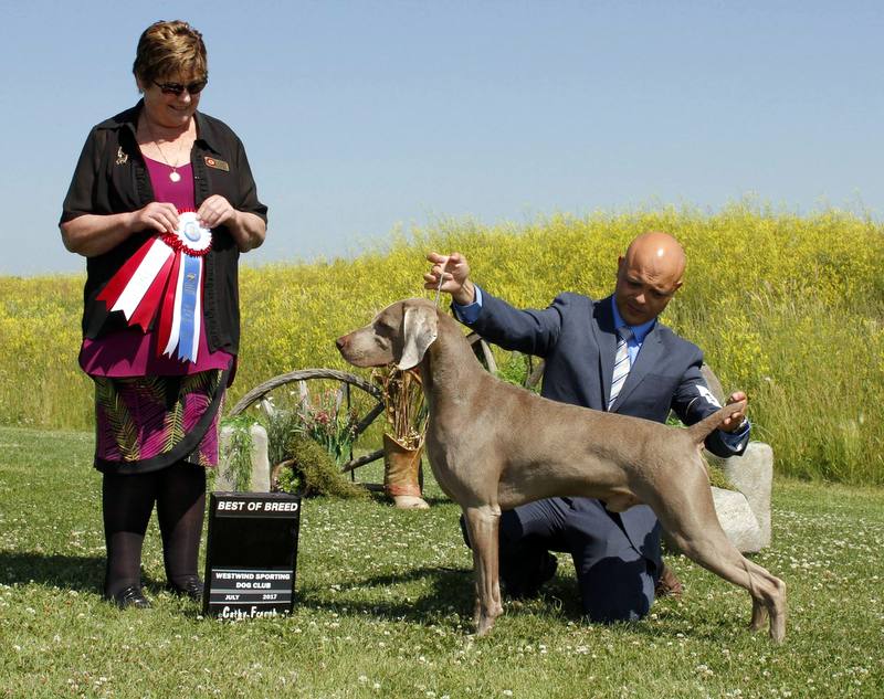 'CDog' BIS / MBISS CAN/AM INTERNATIONAL GRAND CH RoseWin Anson's Cervelo Cervelo son, Beau