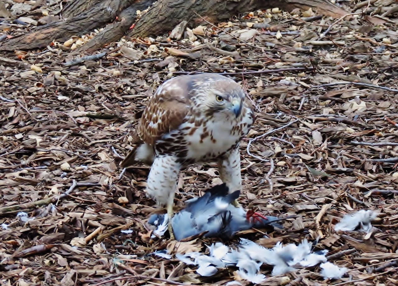 EV Grieve Hawk vs. pigeon today in Tompkins Square Park