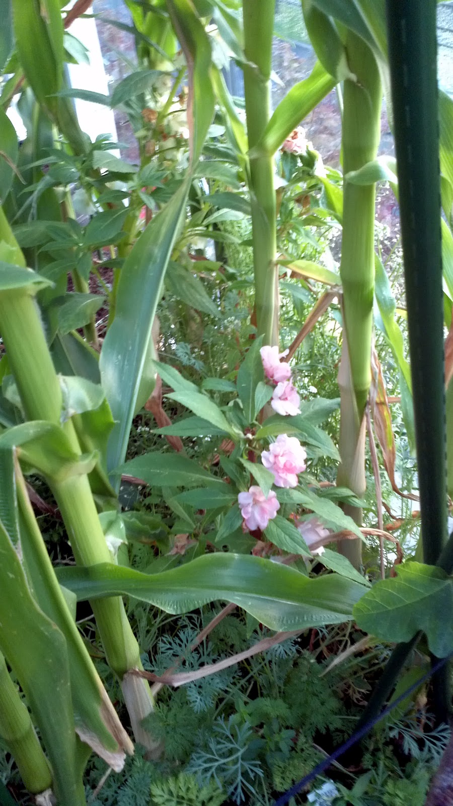 totally inept balcony gardener How to grow corn on a balcony