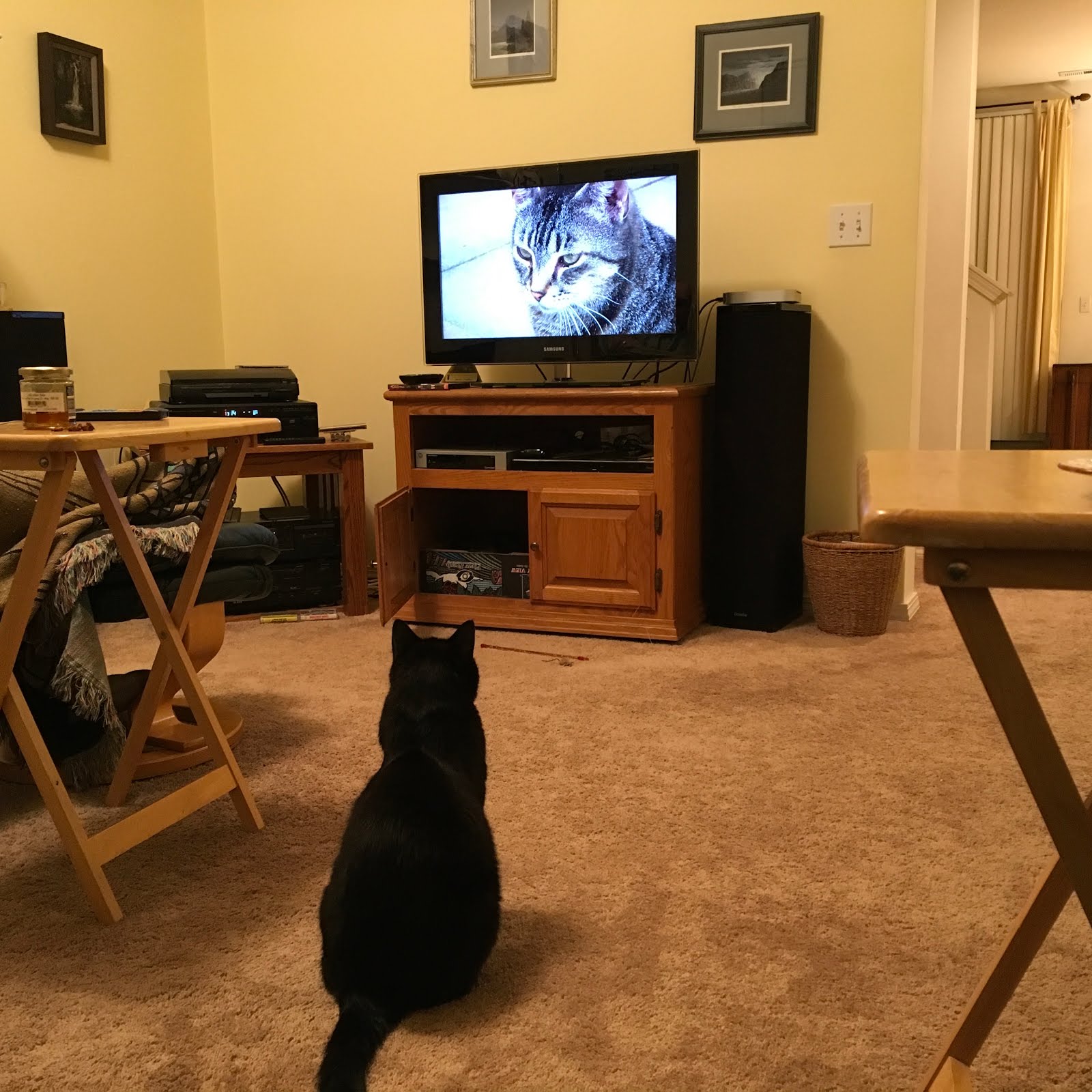 The Lion In Your Living Room Documentary The Lion In Your Living Room Documentary