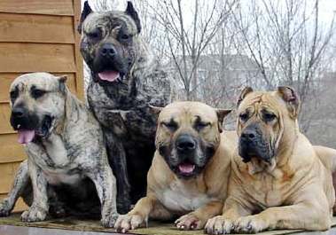 Morsorosso Cani Da Guardiale Migliore Razze Canine Da Guardia