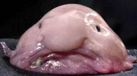 Blob Fish Binatang Aneh Didunia Yang Dikira Hoax