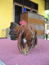 Ayam yg telah dijual dgn nilai RM13K,pada bulan sept 2011