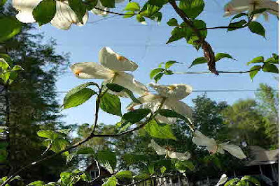 Dogwood tree and blossoms