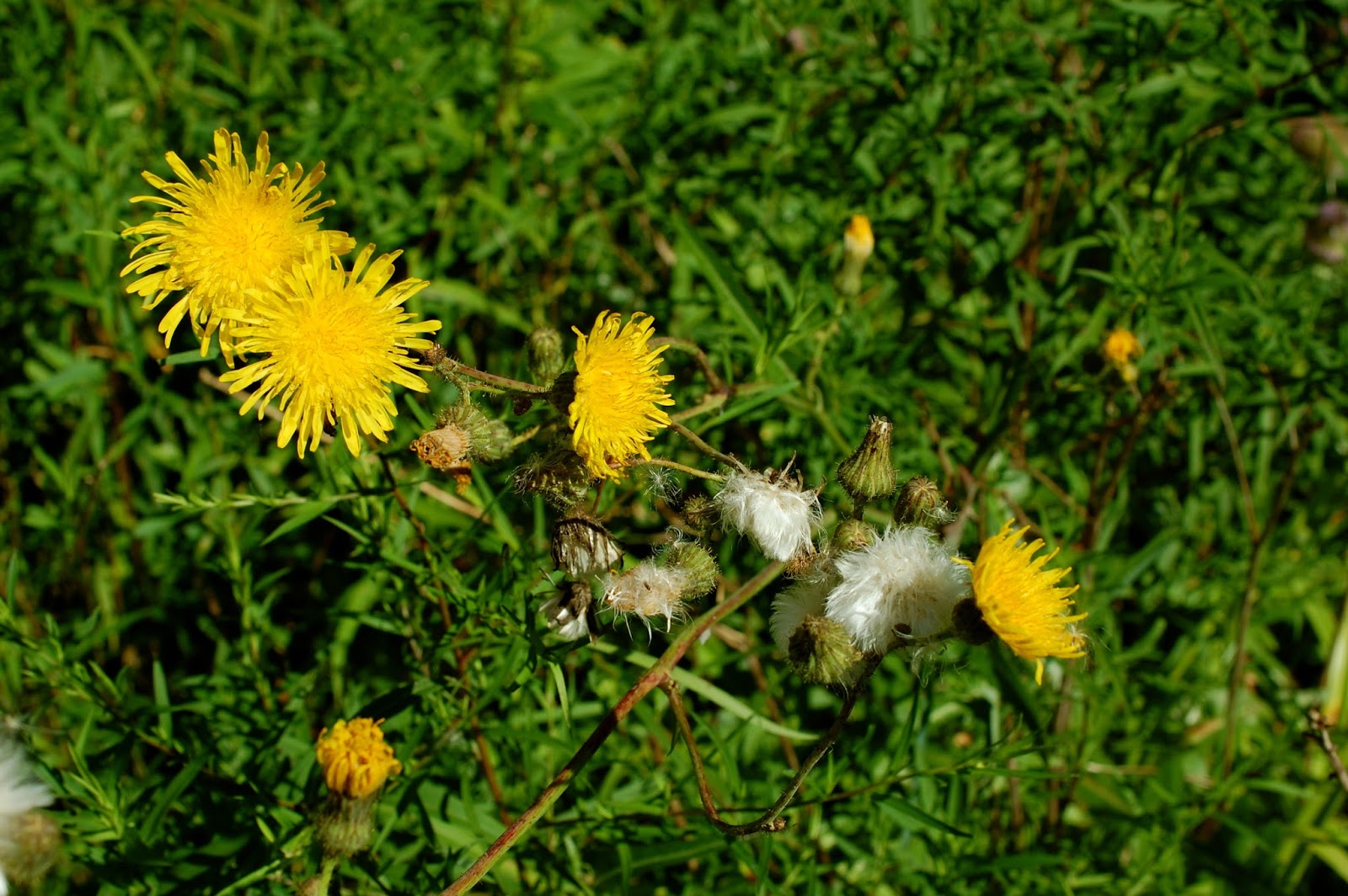 Astrid's Garden Design Weeds vs. Wildflowers