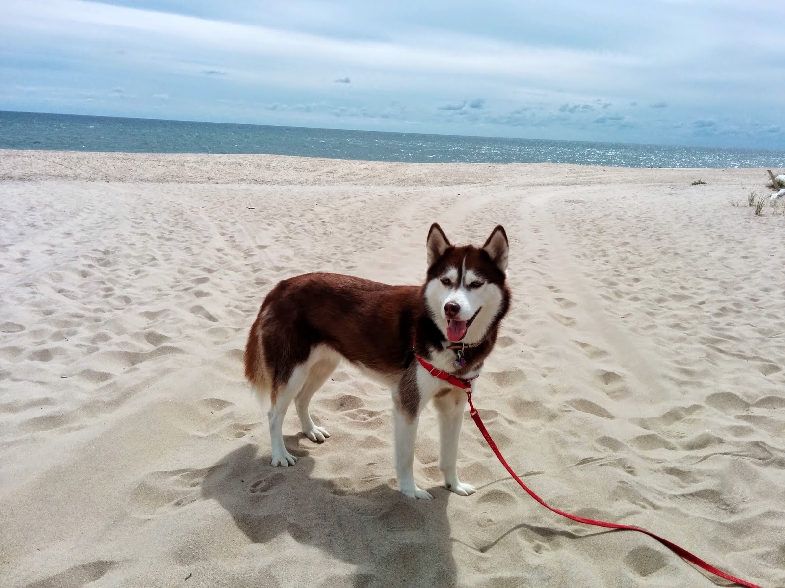 Gorgeous, pristine Road D beach in The Hamptons, Long Island NY is dog friendly but with restrictions. #Dogs #petfriendly