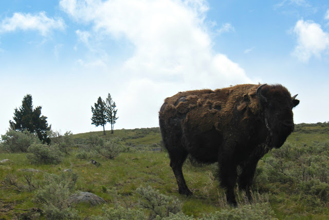 bison, YNP, national mammal, http://bec4-beyondthepicketfence.blogspot.com/2016/05/work-hard-play-hard.html