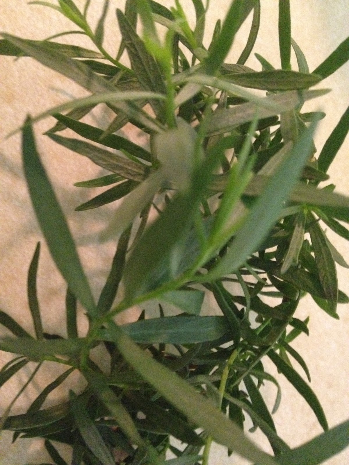 my garden feast Tarragon Chicken