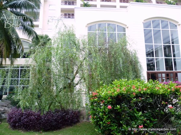 My Walk With Food And Beautiful Plants And Flowers Loropetalum