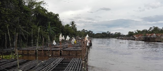 Budidaya Ikan Nila di Keramba Bambu dan Kolam Tanah Air Diam