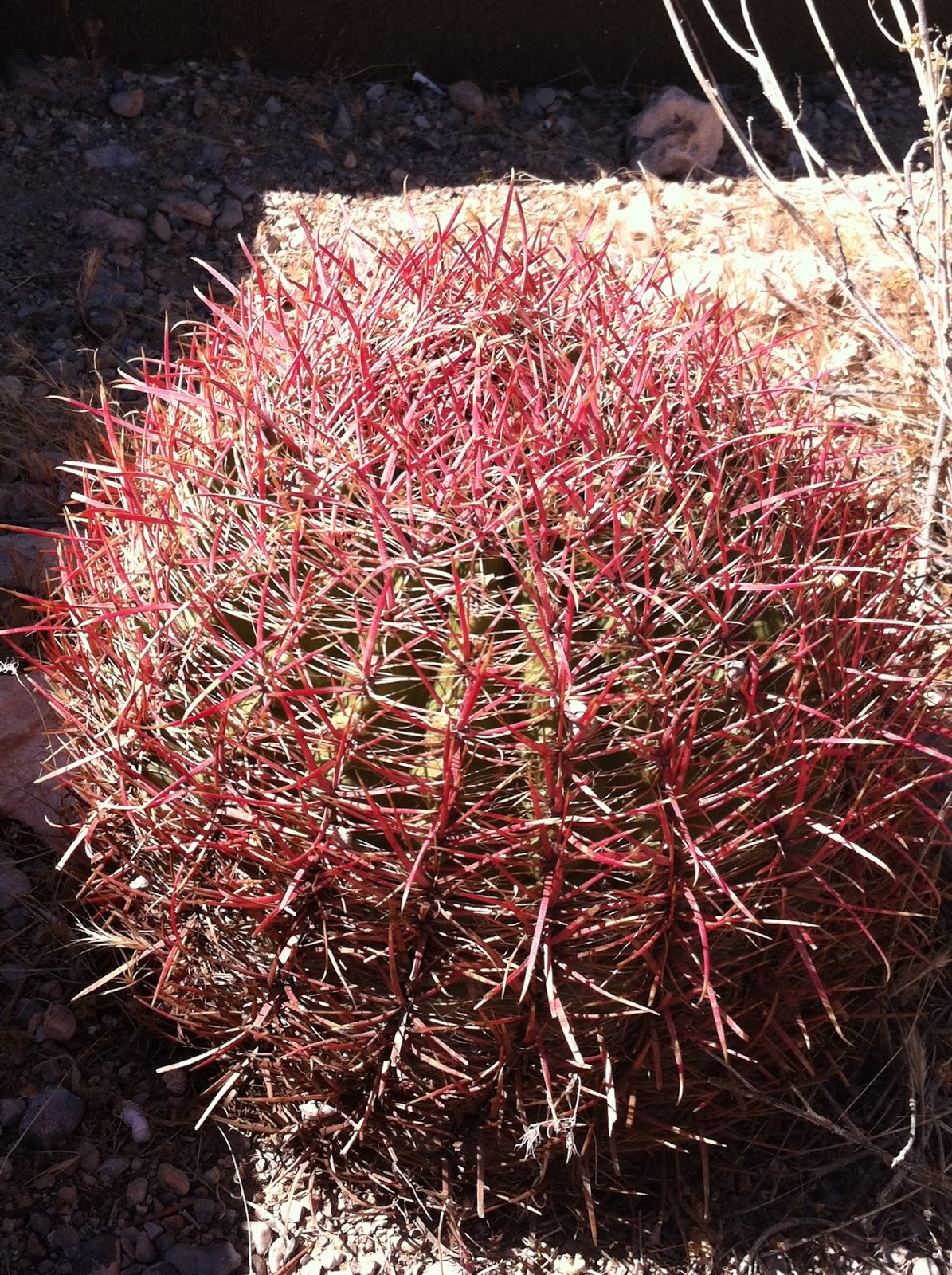 Arizona