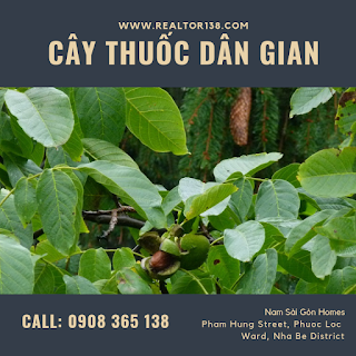 chữa bệnh hở van tim với cây óc chó