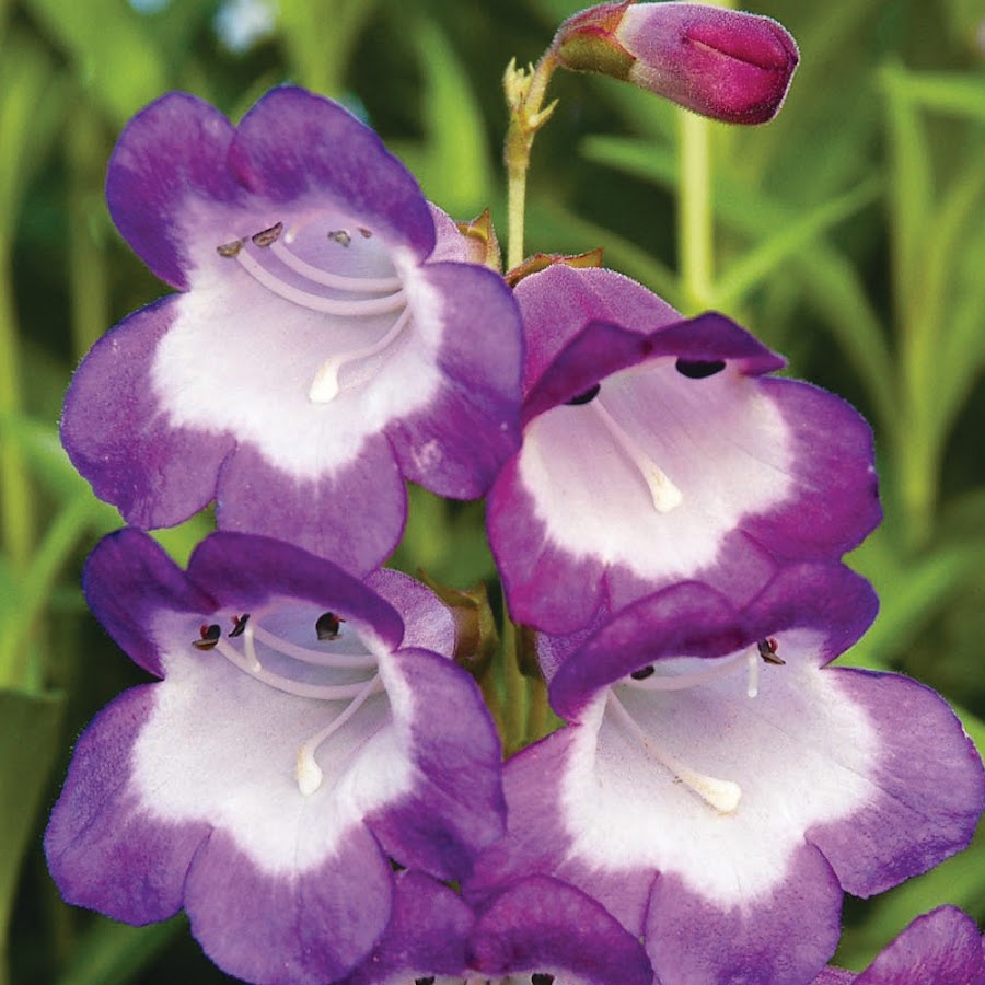 PENSTEMON - POLINIZADORES